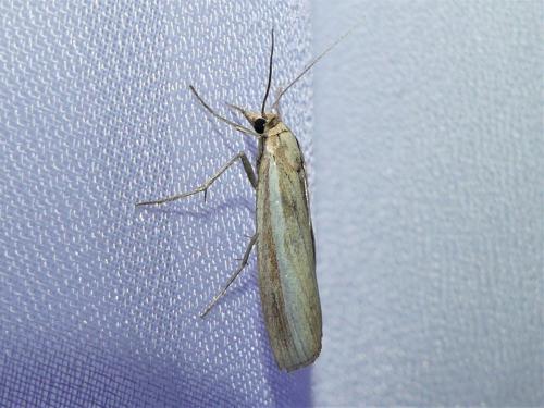 Agriphila tristella